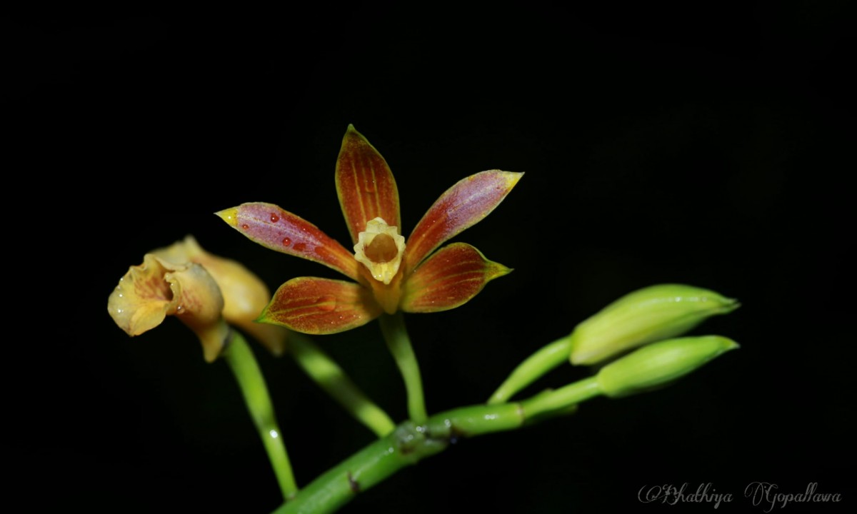 Phaius luridus Thwaites